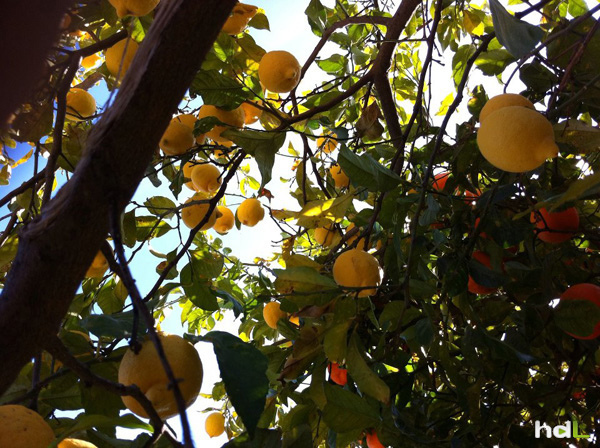 HDL Naranjo-limonero